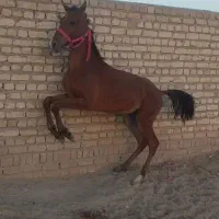 دو کره نریان|اسب و تجهیزات اسبسواری|چوبر, |دیوار