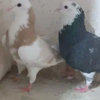کبوتر