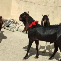 ۲راس بزویک چپش پاکستانی|حیوانات مزرعه|شیراز, وزیرآباد|دیوار