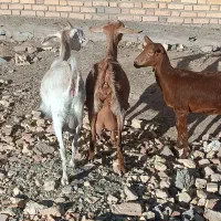 بز دورگ سانن ومورسیا
