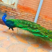 انواع نژاد های طاووس در سنین مختلف|پرنده|تهران, صادقیه|دیوار