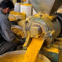 قلم زردچوبه