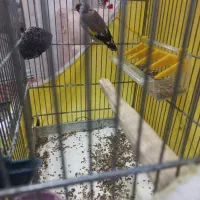 سهره نر|پرنده|رباطکریم, شترخوار|دیوار