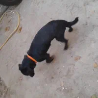 سگ پاکوتاه نر|سگ|سبزوار, ایزی شهر|دیوار