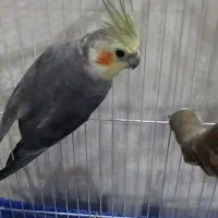 عروس هلندی|پرنده|ری, حمزه‌آباد|دیوار