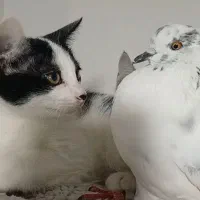 گربه خشکل خونگی ....سالم و بازیگوش و دوست داشتنی|گربه|تالش, هشتپر|دیوار