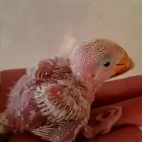 دوجفت طوطی برزیلی یا جوجه مولد|پرنده|آبادان, |دیوار