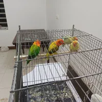 طوطی کتوله|پرنده|رفسنجان, |دیوار