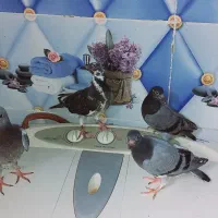 کبوتر|پرنده|باوی, |دیوار