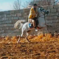 اسب