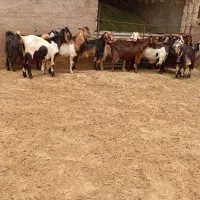 بز گله ای داشتی