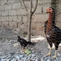 مرغ و خروس لاری افغان
