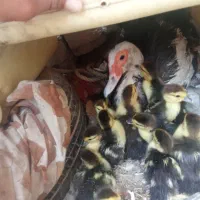 اردک خارجی با جوجه هاش