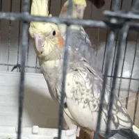 عروس هلندی جفت