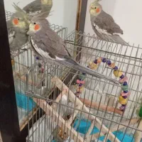 دو عدد عروس هلندی|پرنده|لاهیجان, مهرگان|دیوار