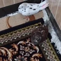 یک جفت کبوتر