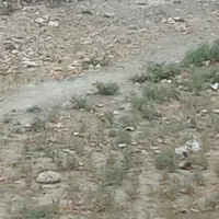 زمین باغی کاهو مجتمع اقاقیا جنب مجموعه چمن آراکاهو