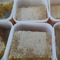 عسل تازه خلخال(برداشت پائیز ۱۴۰۴)