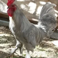 خروس