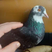 فروش کبوتر زیبا