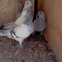 دو جفت شامی کرمانی