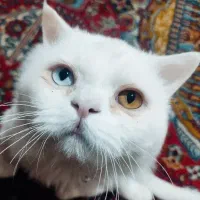 گربه  تابه تا یا چشم دورنگ پرشین ایرانی