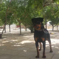 سگ روتوایلر ۱۸ ماه رخ رنگ بندی زیبا همچی تموم فی۲۵