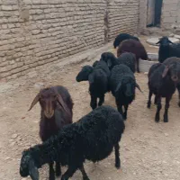 بره ای نر قرقزل قرمز قزل افشار|حیوانات مزرعه|میاندوآب, |دیوار