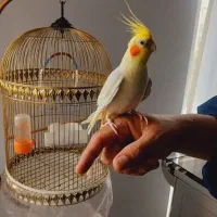 عروس هلندی نر