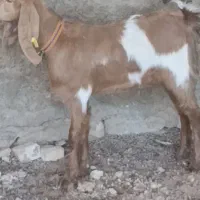 یک راس بزغاله ماده خوشکل گوش بلند قیمت مناسب|حیوانات مزرعه|کاشمر, |دیوار