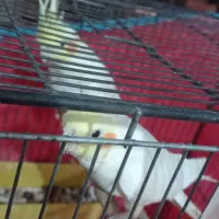 تعدادی عروس هلندی. لوتینیو. مرواریدی|پرنده|فردیس, فرامرزیه|دیوار