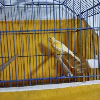 قناری|پرنده|امیدیه, |دیوار