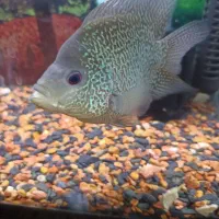 ماهی فلاور معاوضه پنکوسی یا رد تیل.اسکار|ماهی|تهران, باغ خزانه|دیوار