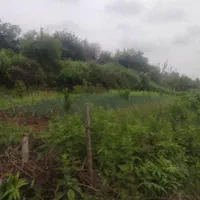 زمین باغی کمربندی سرخنکلا