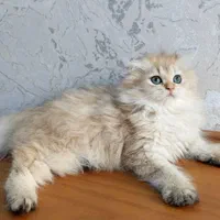 بچه گربه های پرشین اسکاتیش بریتیش زیبا|گربه|اهواز, زیتون کارمندی|دیوار
