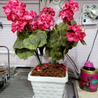 گل شمعدانی|گل مصنوعی|رباط‌کریم, رباط‌کریم|دیوار