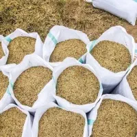 شالی فجر سوزنی