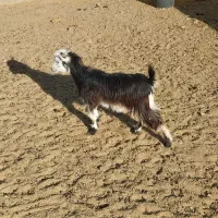 یک عدد بزغاله