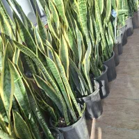 گل سانسوریا و زاموفیلیا آپارتمانی