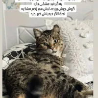 گربه گمشده