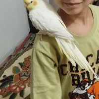 عروس هلندی