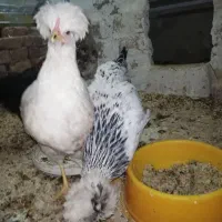 مرغ و خروس های جوان و کاکلی