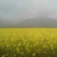 زمین کشاورزی وهم باغی فروخته میشه