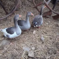 سه عدد غازبالغ تخمی وکرچشو