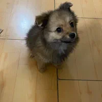 پامرین روباهی عروسکی بازیگوش