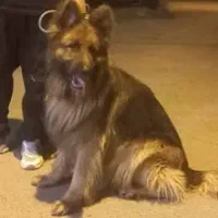 سگ ژرمن (حتمن بخونید)