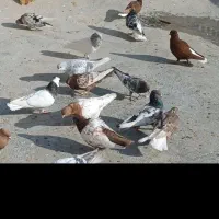 رنگه جوجه بوم