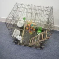 قفس عروس هلندی