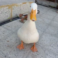 اردک سفید ماده