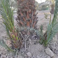 فروش پاجوش برحی بصری اصل خوزستان